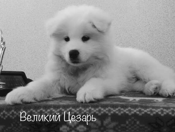 МИЛЫЕ САМОЕДЫ в Перми фото 10