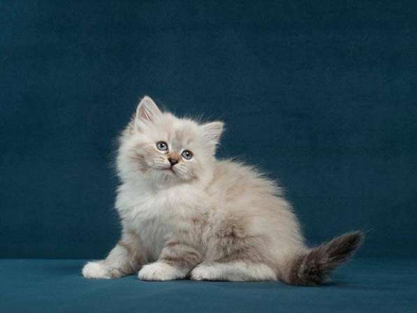 Сибирский котенок, девочка