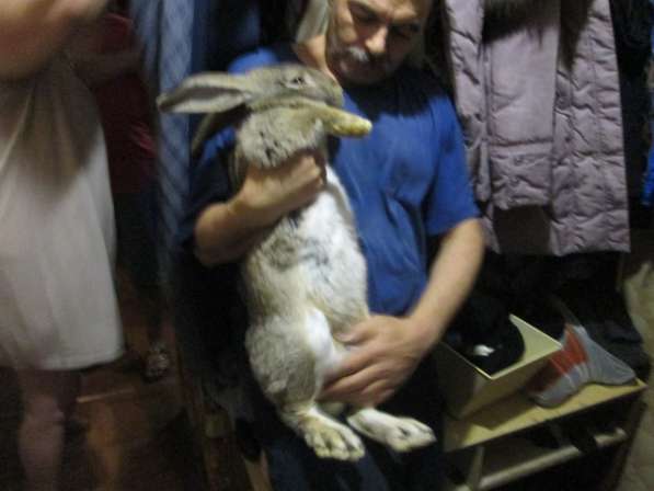 Крольчата на разведение и взрослые кролы на обмен и на мясо в Покрове