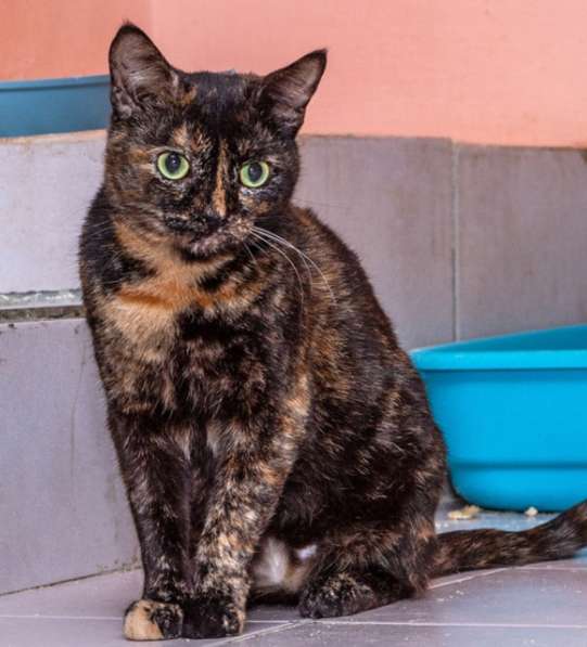 Котенок в добрые руки. Крошка пеструшка в Калуге фото 29