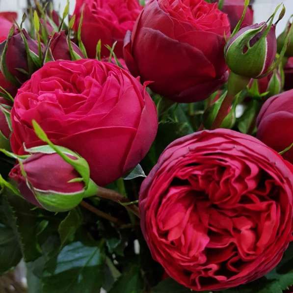 Саженцы роз ОПТОМ в Челябинске фото 4
