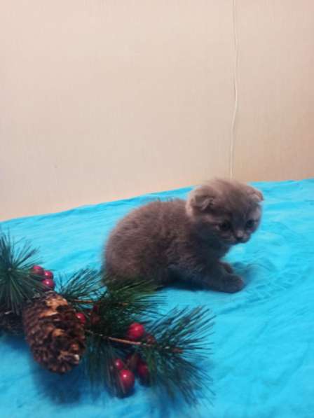 Шотландские котята в Санкт-Петербурге