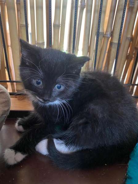 Озорной котёнок Том ищет дом в Санкт-Петербурге фото 16