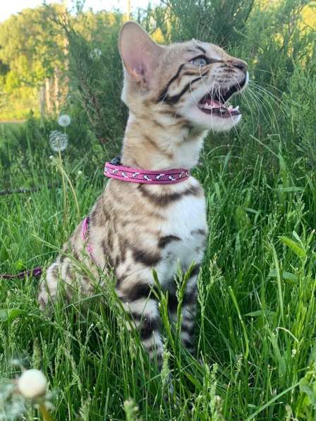 Девочка гибрид (Бенгал/Азиатский леопардовый кот) в Москве фото 3