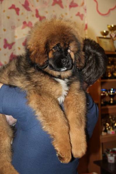 В продаже щенки Тибетского мастифа в Нижнем Новгороде фото 9