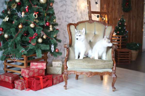 Питомник, щенки хаски в Москве фото 7