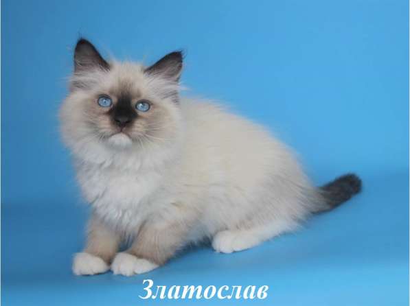 Невские маскарадные котята в Москве фото 3