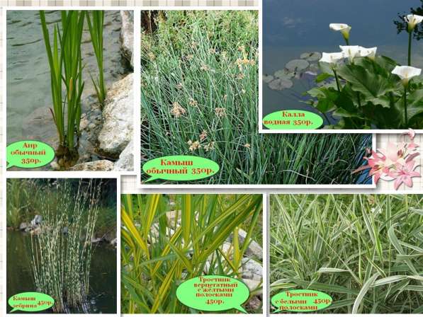Кувшинки и другие водные растения в Севастополе фото 7