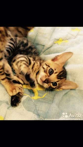 Продажа бенгальских котят в Москве фото 4