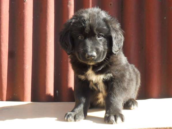 Бурят-Монгольский Волкодав -щенки в Москве фото 9