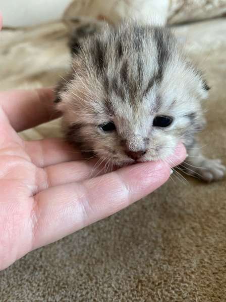 Котята в Казани фото 9