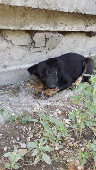 Щенки ищут хозяина в Красноярске фото 23