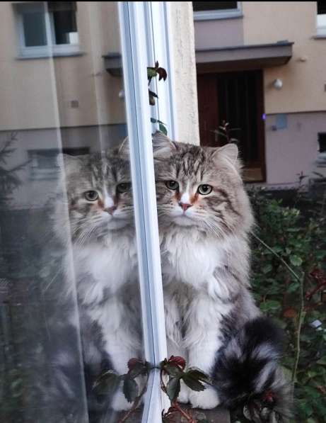 Прелестные сибирские котята традиционного окраса в фото 3