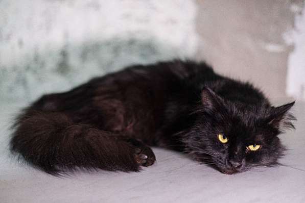 Ваша домашняя драгоценность, молодой черный котик Агат в дар в Москве фото 5