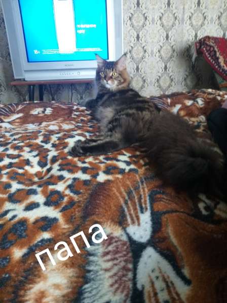 Мейн-кун котята в Краснодаре фото 9