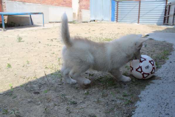 Продажа щенков Хаски в Новосибирске фото 26