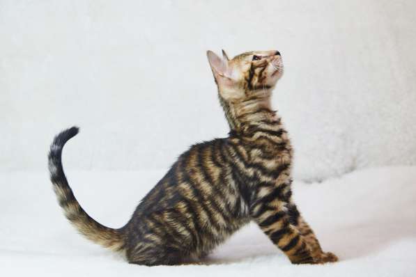 Кошечка Тойгер в Москве фото 3