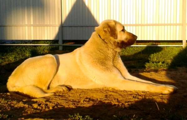 Щенки Кангала для ценителей породы в Москве фото 17