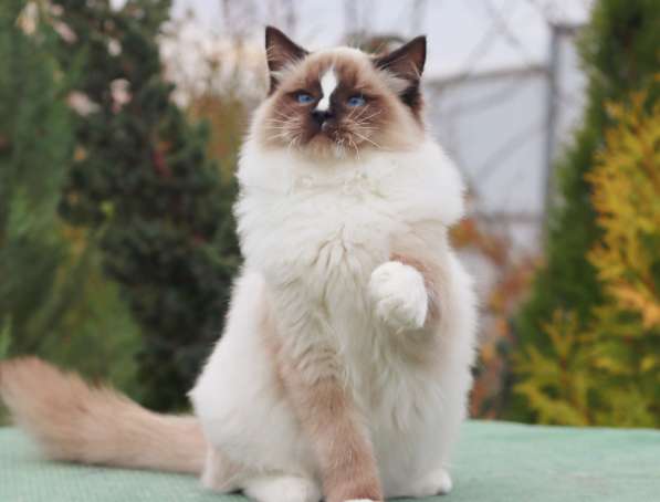 Рэгдолл котята в фото 20