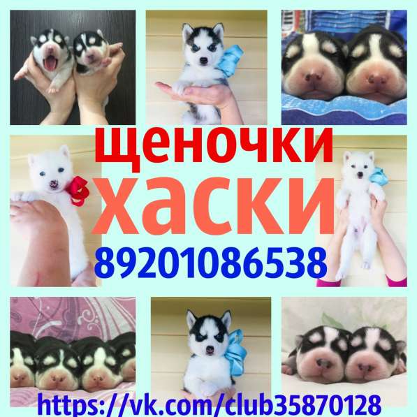 Щеночки хаски черно-белые и белоснежные в Твери