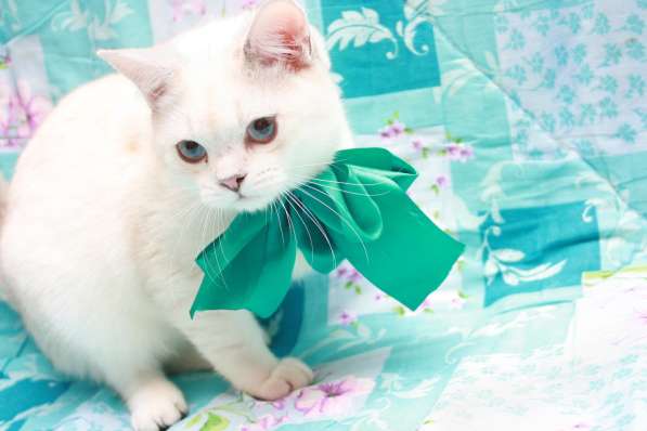 Голубоглазая кошечка в Лобне фото 6