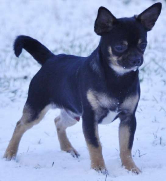 Чихуахуа. Стандарт в 