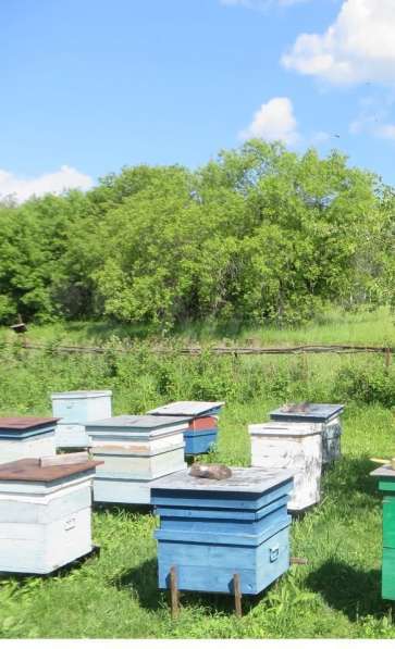 Продам пчел, ульи, пчелосемьи, пасеку в Новосибирске фото 3
