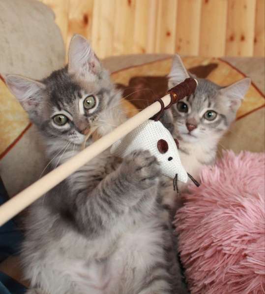 Серые мурлыки, котята в добрые руки в Калуге фото 23