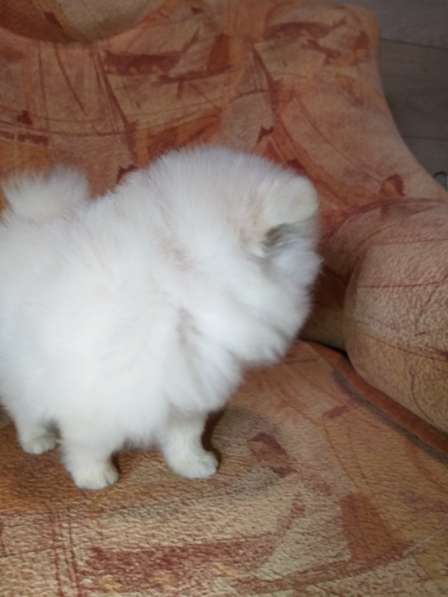 Шикарные щенки померанского шпица из питомника - медвежий ти в фото 6