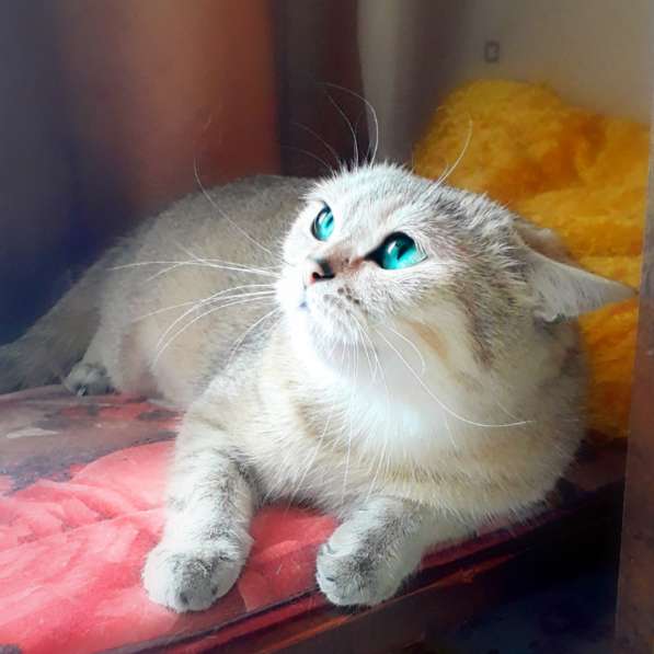 Шотландский вислоухий котёнок в Волгограде фото 3