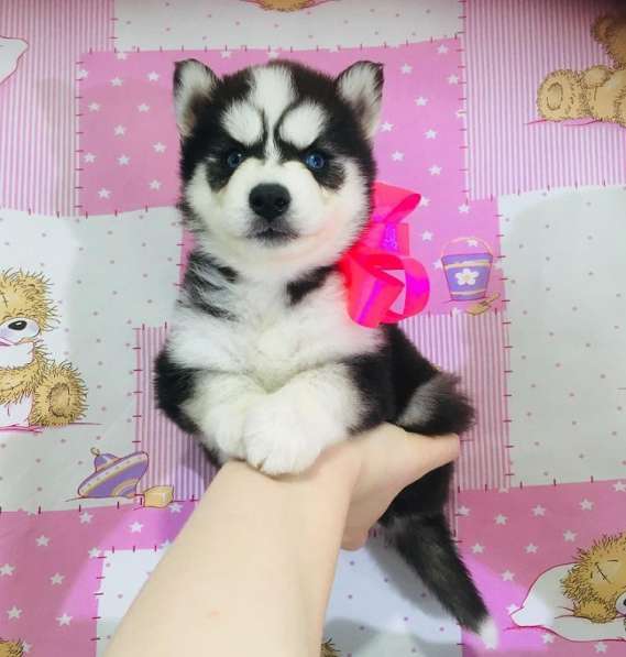 Голубоглазые черно-белые малыши хаски