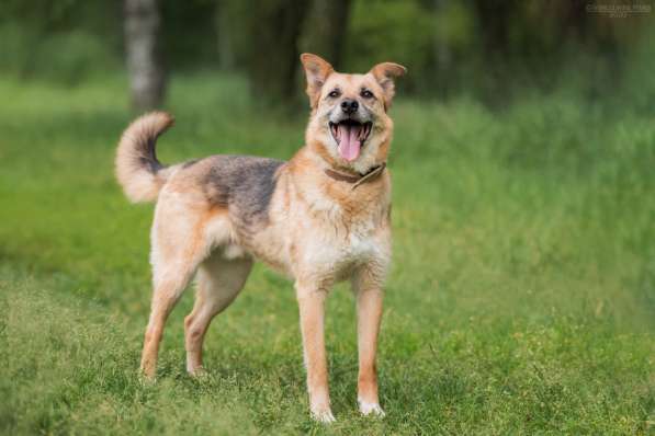 Харизматичный Марк ищет дом в Москве фото 13