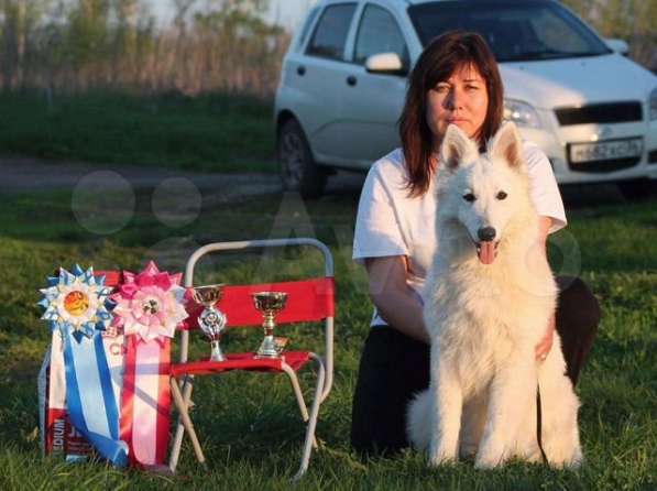 Щенки БШО в Москве фото 63