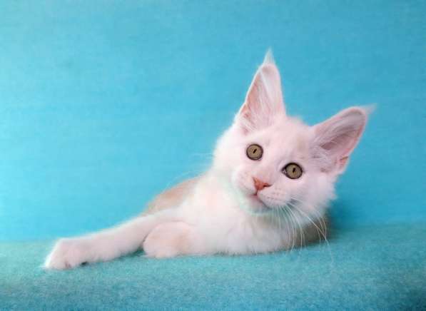 Апельсинки к Новому Году в Рязани фото 49