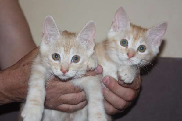 Курильский бобтейл - котята золотого окраса в Краснодаре фото 43