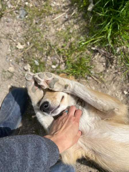 Милая маленькая собачка ищет дом в Санкт-Петербурге фото 19