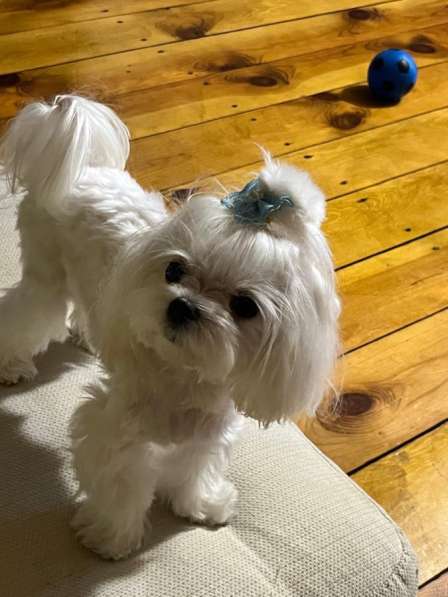 Щенки мальтезе в Горно-Алтайске фото 7