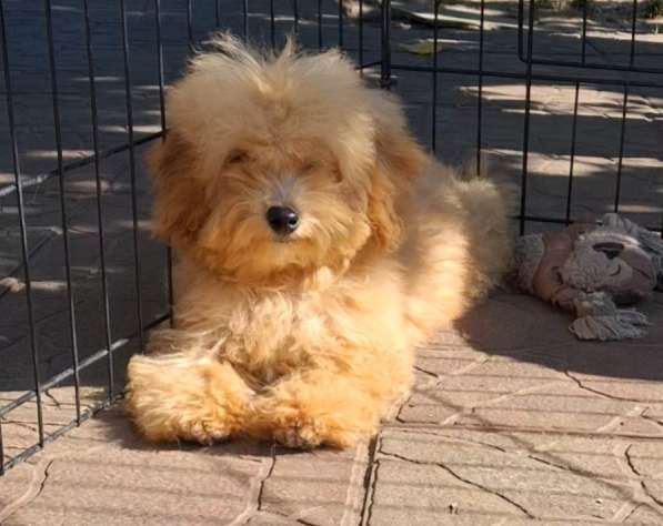 Maltipoo. Boy в фото 4