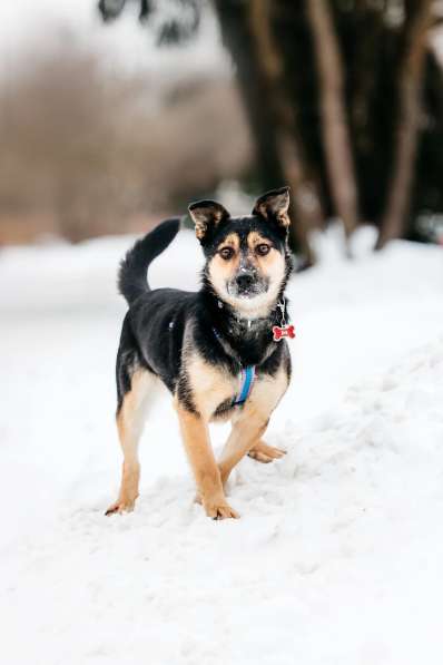 Коротколапик Перчик в дар в Москве фото 3