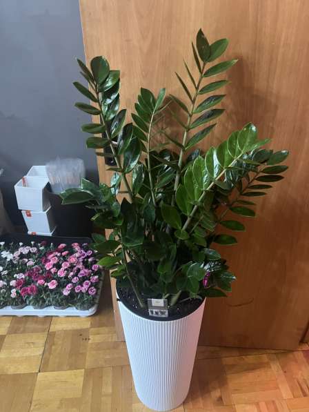 Замиокулькас большой пересаженный в Москве фото 5