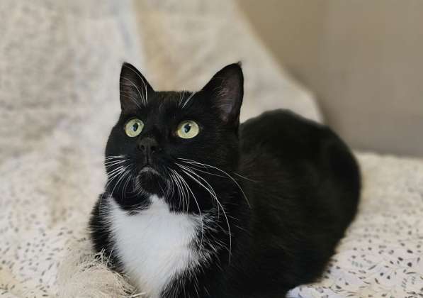 Очаровательная кошка Соня в дар в фото 6