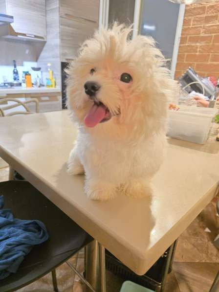 Продаются щенки мальтези 2х месячные в фото 4