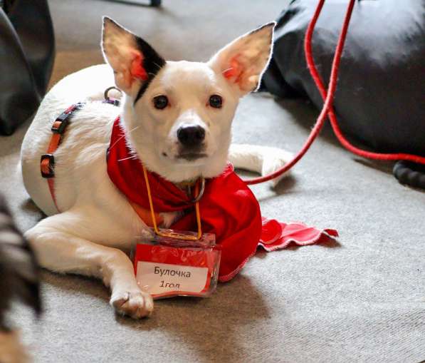 Красивая собачка ищет дом в Санкт-Петербурге фото 9