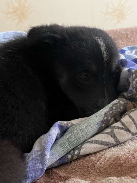 Отдам щенка в добрые руки. Беспородная в Екатеринбурге