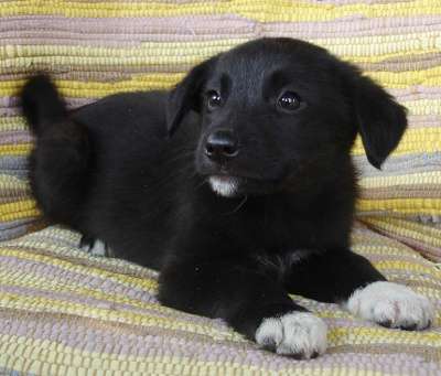 Щенки 2,5 месяца, мальчики в Санкт-Петербурге фото 7