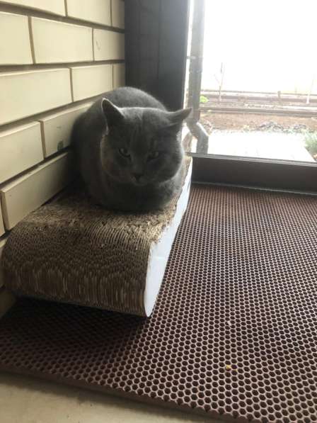 Пристраиваем кота в Ижевске