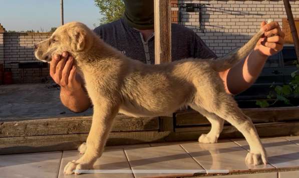 Кавказские волкодавы в Волгограде фото 7