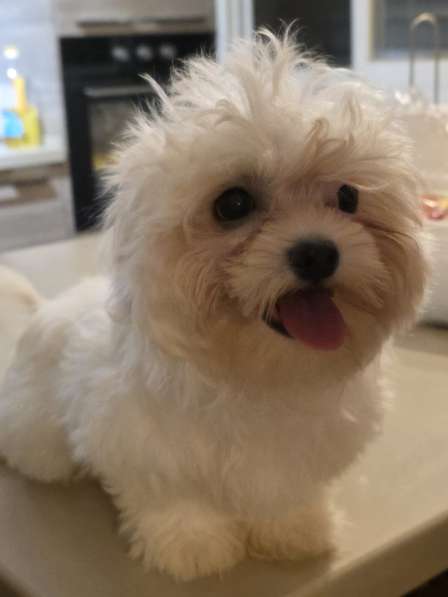 Продаются щенки мальтези 2х месячные в