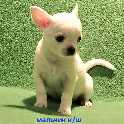 Великолепный мальчик чихуахуа в Москве фото 7