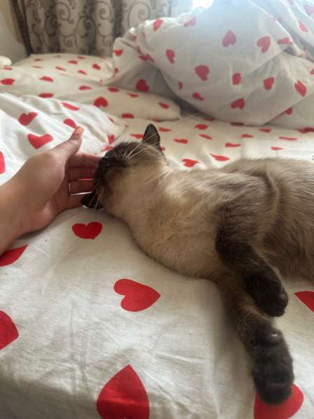 В добрые руки